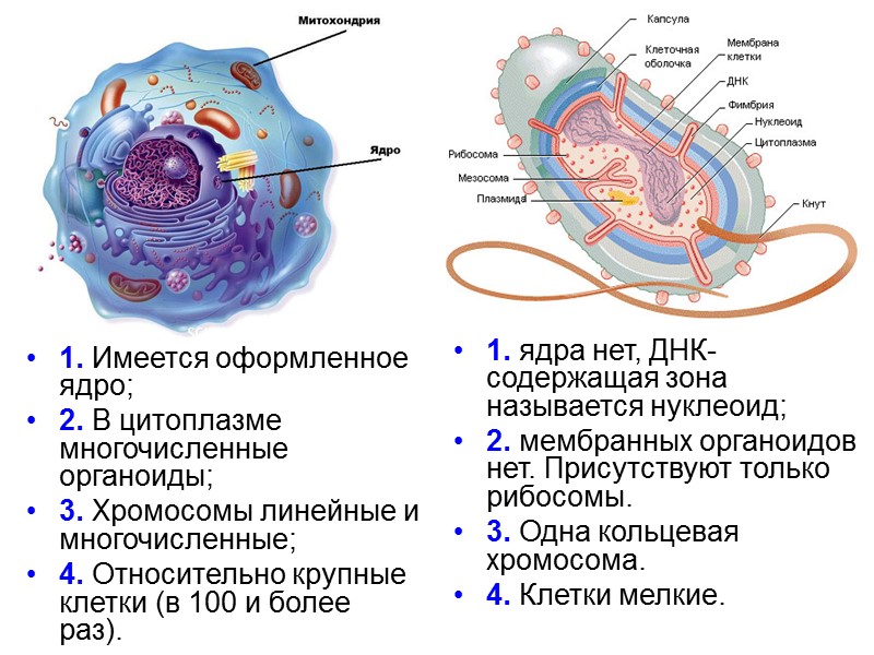 1. Имеется оформленное ядро; 2. В цитоплазме многочисленные органоиды; 3. Хромосомы линейные и многочисленные;